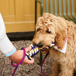 Hay hundelegetj reb - blue/purple/ochre