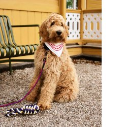 Hay hundelegetj reb - blue/purple/ochre