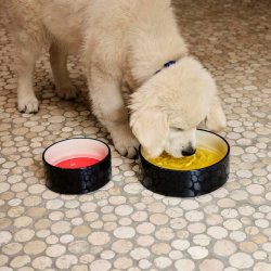 Hay hundeskl large - yellow/blue